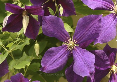 Clematis Harlow Evipoo JL8 #007