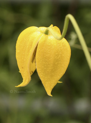 Clematis Sherriffii Tangutica Group JL8 #0291