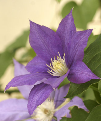 Clematis H. F. Young JL8 #9965
