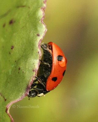 Seven-spotted Lady Beetle JL8 #1963