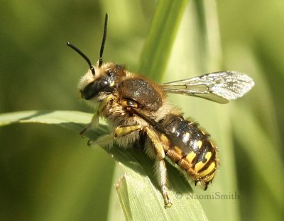 Anthidium manicatum JL8 #2297