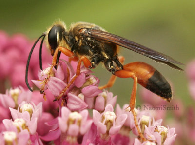 Great Golden Digger Wasp-Sphex ichneumoneus  JL8 #1980