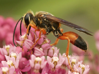 Bees, Wasps and Kin