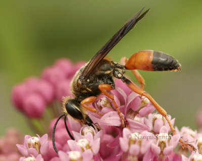 Great Golden Digger Wasp-Sphex ichneumoneus  JL8 #1981