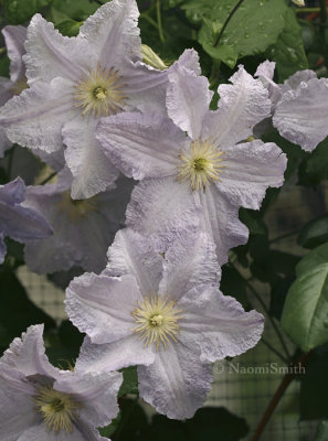 Clematis Blue Angel JL8 #0536