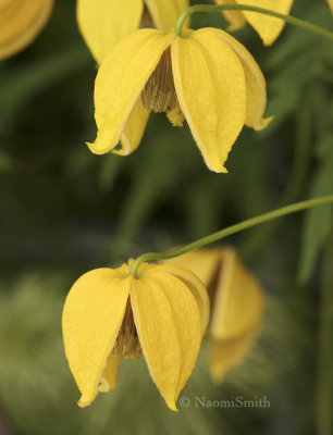 Clematis Sherriffii Tangutica Group JL8 #0760