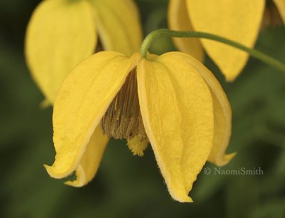 Clematis Sherriffii Tangutica Group JL8 #0761