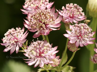 Astrantia major JL8 #0790