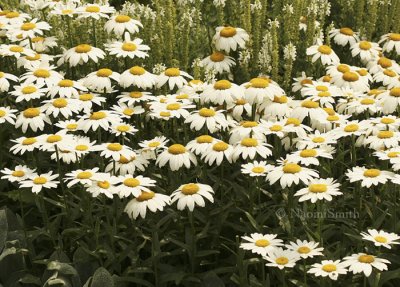 Shasta Daisy JL8 #0670