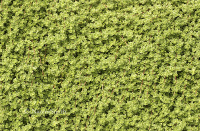 Woolly Thyme-Thymus pseudolanuginosus  JL8 #0682