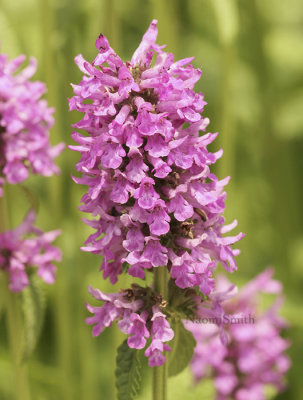 Stachys officinalis Hummel JL8 #0751