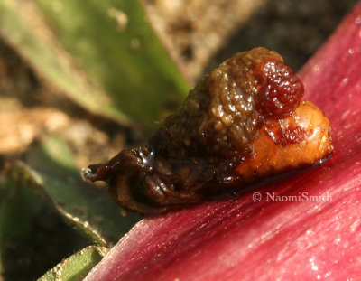 Lily Leaf Beetle Larvae JL8 #1029