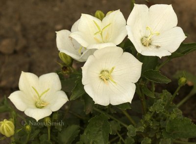 Campanula carpatica JL8 #1037