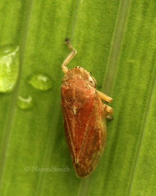 Reddish Spittlebug-Philaenus spumarius AU8 #3609