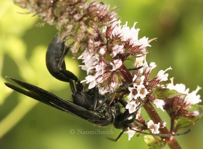 Great Black Wasp - Sphex pensylvanicus AU8 #3621