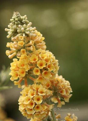Buddleia x weyeriana - Honeycomb JL8 #1521