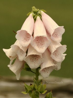 Digitalis purpurata - Apricot JL8 #1633