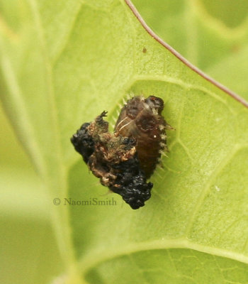 Tortoise Beetle larvae JL8 #1818