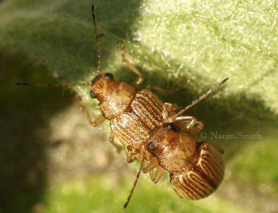 Colaspis recurva JL8 #1928
