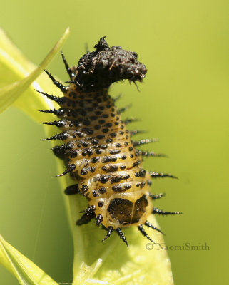 Tortoise Beetle larvae JL8 #2714