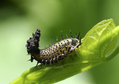 Tortoise Beetle larvae JL8 #1669