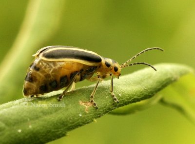 Trirhabda canadensis AU8 #4170