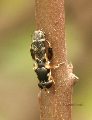 Syritta pipiens AU8 #4412