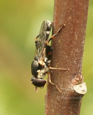 Syritta pipiens AU8 #4397