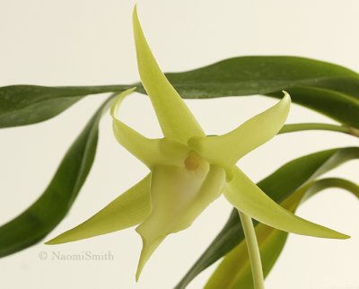 Angraecum sesquipedale D8 #8255