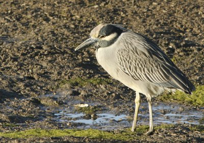 Yellow-crowned Night Heron #5-Nyctanassa violacea Jan. 19/06