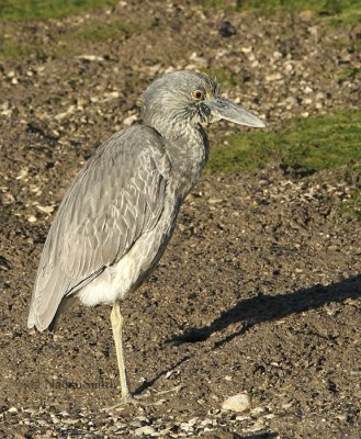 Yellow-crowned Night Heron #7- Nyctanassa violacea - Jan. 19/06