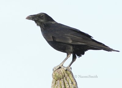 Northern Raven - Corvus corax -Jan. 22/06