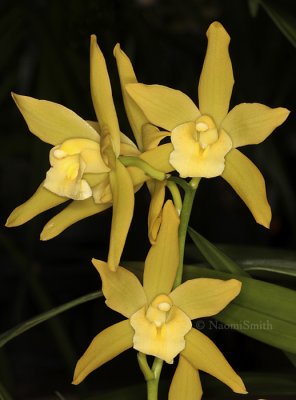 Cymbidium Golden Elf - Sundust  F9 #8523