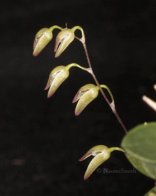 Pleurothallis grobyi F9 #8561