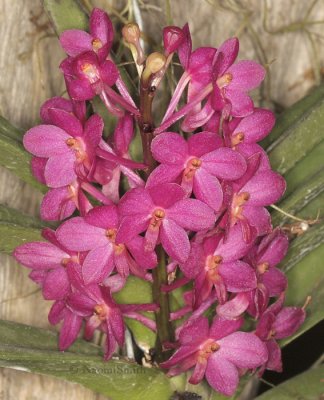 Ascocentrum Mona Churak  X ampullaceum F9 #8562