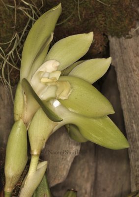 Lycaste ciliata F9 #8568