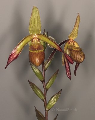 Phragmipedium lindleyanum F9 #8664
