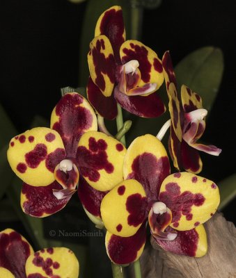 Phalaenopsis Tai I Yellow Bird X Dps. Hsin Seasame F9 #8583