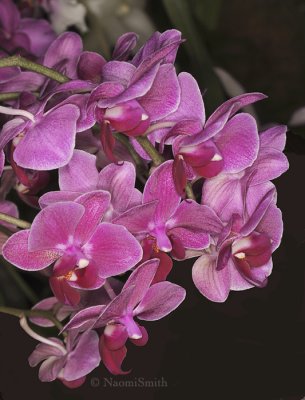 Phalaenopsis Species & Hybrids
