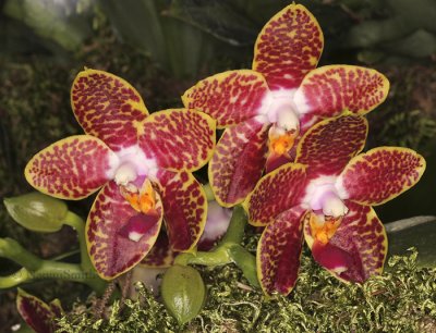 Phalaenopsis Orchid World KC F9 #8638