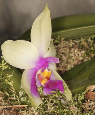 Phalaenopsis bellina F9 #8644