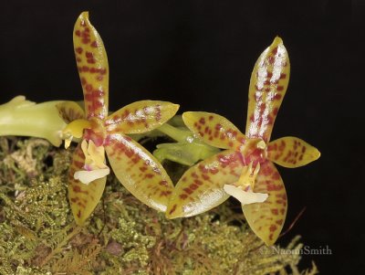 Phalaenopsis cornu cervi F9 #8692