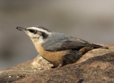 Red-breasted Nuthatch - Sitta canadensis  MR9 #9505.