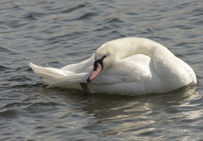 Mute Swan - Cygnus olor MR9 #9272