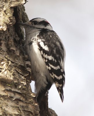 Downy Woodpecker - Picoides pubescens  MR9 #9793