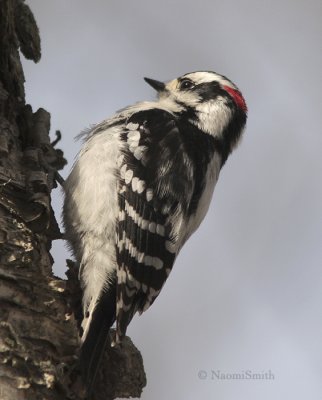 Downy Woodpecker - Picoides pubescens  MR9 #9787
