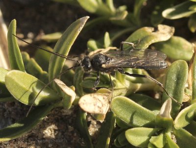 Ichneumon Wasp AP9 #0424