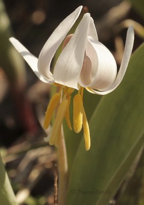 Trout Lily - Erythronium americanum AP9 #1805