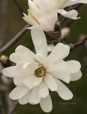 Magnolia stellata - Royal Star AP9 #1879