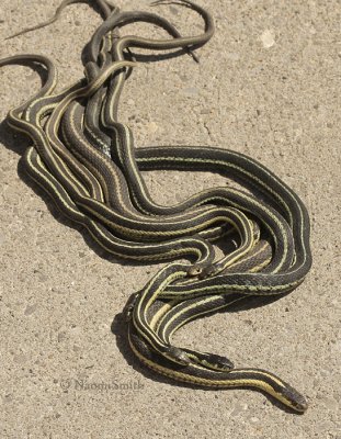 Garter Snakes mating AP9 #0744